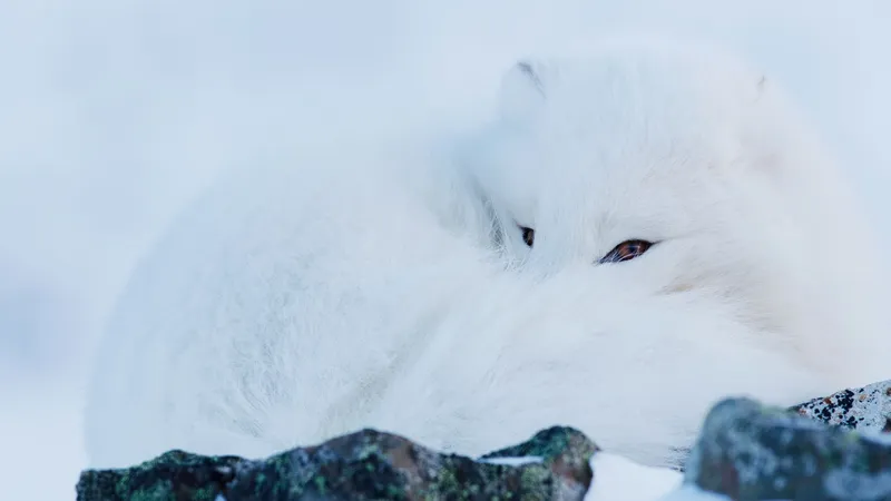 Filmstill aus Frost ohne Schnee und Eis